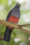 Image. Blauschwanztrogon