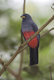 Image. Blauschwanztrogon
