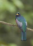 Image. Blauschwanztrogon