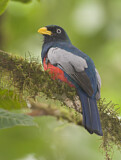 Image. Blauschwanztrogon