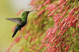 Image. Blaustern-Antillenkolibri