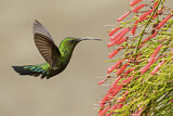 Image. Blaustern-Antillenkolibri