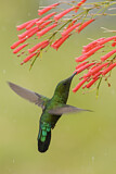 Image. Blaustern-Antillenkolibri