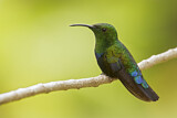 Image. Blaustern-Antillenkolibri
