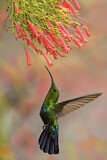 Image. Blaustern-Antillenkolibri