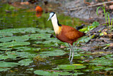 Image. Blaustirn-Blatthühnchen
