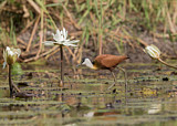 Image. Blaustirn-Blatthühnchen