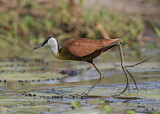 Image. Blaustirn-Blatthühnchen