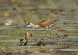 Image. Blaustirn-Blatthühnchen