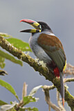 Image. Blautukan