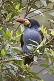 Image. Blautukan