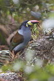 Image. Blautukan