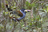 Image. Blautukan
