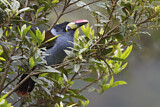 Image. Blautukan