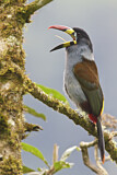 Image. Blautukan