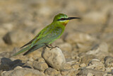 Image. Blauwangenspint