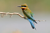 Image. Blauwangenspint