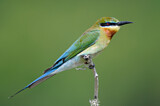 Image. Blauwangenspint