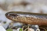 Image. Blindschleiche
