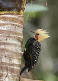 Image. Blond-crested Woodpecker