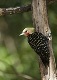 Image. Blond-crested Woodpecker