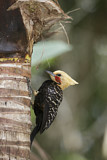 Image. Blond-crested Woodpecker