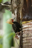 Image. Blond-crested Woodpecker