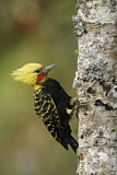 Image. Blond-crested Woodpecker