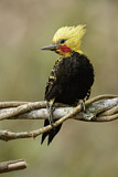 Image. Blond-crested Woodpecker