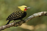 Image. Blond-crested Woodpecker