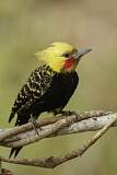 Image. Blond-crested Woodpecker