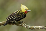 Image. Blond-crested Woodpecker