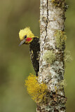 Image. Blond-crested Woodpecker