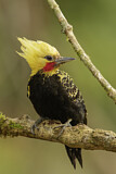 Image. Blond-crested Woodpecker