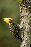 Image. Blond-crested Woodpecker