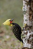 Image. Blond-crested Woodpecker