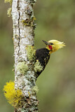 Image. Blond-crested Woodpecker