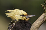 Image. Blond-crested Woodpecker