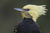 Image. Blond-crested Woodpecker