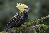 Image. Blond-crested Woodpecker