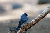 Image. Blue Chaffinch