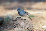 Image. Blue Chaffinch