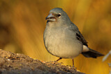 Image. Blue Chaffinch