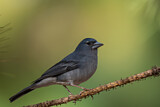 Image. Blue Chaffinch