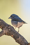 Image. Blue Chaffinch