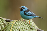 Image. Blue Dacnis