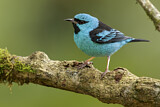 Image. Blue Dacnis