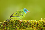 Image. Blue Dacnis