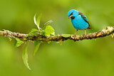 Image. Blue Dacnis