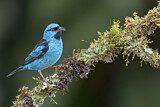Image. Blue Dacnis